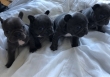 Fantastic French Bulldog Puppies